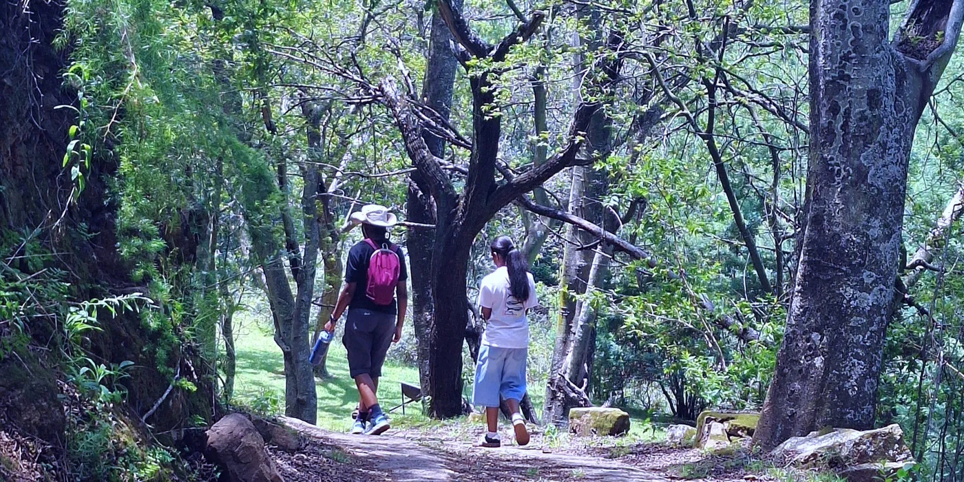 Accessible Adventure South Africa. Two people walking under forest canopy.